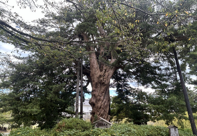 小田原市指定天然記念物