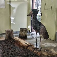 高知県立のいち動物公園