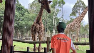 ヴィンパール サファリ