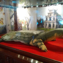 展示されている二匹の大亀りはく製