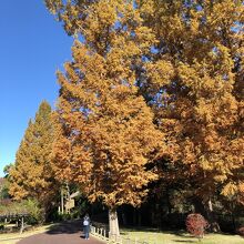 広い公園は偕楽園につながる