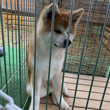 秋田犬とのふれあいコーナーありました。(触れません)