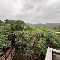 ベランダからの眺望”ジャングル”