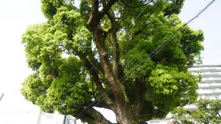 吉年邸のくすのき