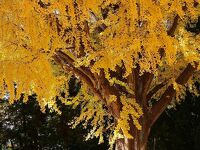 東北大学 片平キャンパス