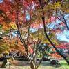 身近な紅葉の名所