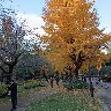 園内中心部で黄葉が輝くイチョウ並木