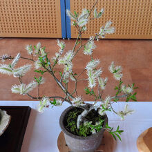 シマントヤナギ