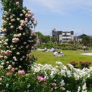 若園公園バラ園