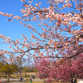 広々とした桜がきれいな都立公園