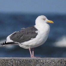 オオセグロカモメ成鳥