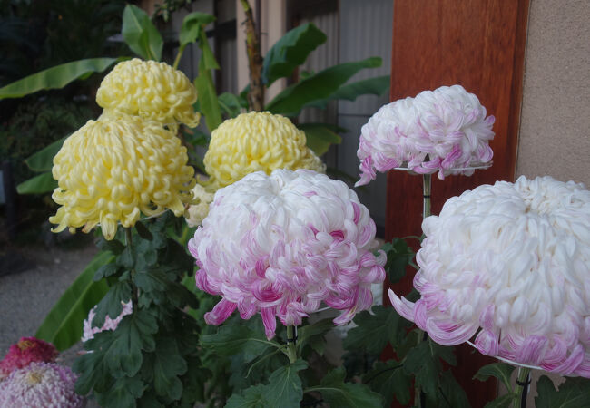 蘇鉄（ソテツ）で有名なお寺。秋には菊がきれいです。