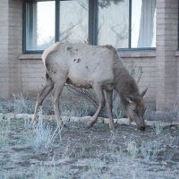 ミュール・鹿がやってきた