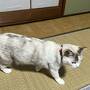 猫が６時きっかりに起こしに来てくれます。かわいい猫ちゃんのおもてなしが受けられます。