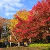 各務原市 ナンバーワンの紅葉