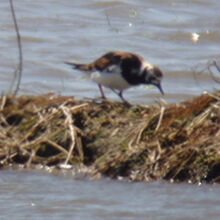 キョウジョシギ