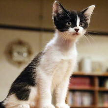 共有スペースで遊んだ子猫ちゃん