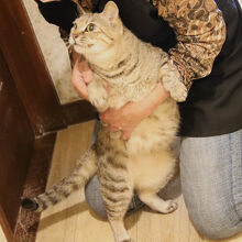 客室の１室は保護ネコちゃんたちの部屋