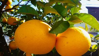 早生みかん・柿・ジュースがお得！　～　直売所 きてら