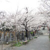 境内の桜がみごとです