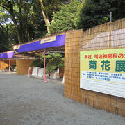 秋の大祭、菊花展に行きました