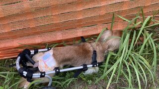 わん’sLAND TATEYAMA