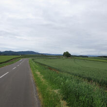 セブンスターの木