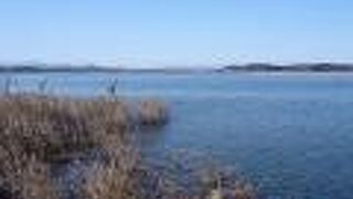 猛禽のチョウゲンボウが見られました。