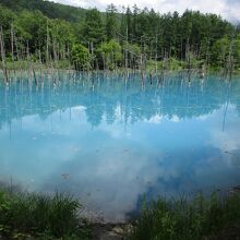 美瑛(白金) 青い池