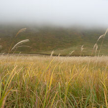 ススキの群群落