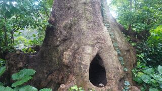 首里金城の大アカギ