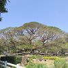 樹齢100年以上のアメリカネムノキ