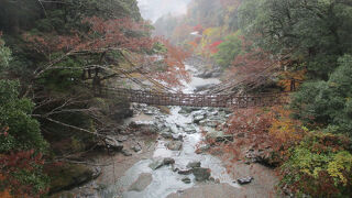 秋の祖谷のかずら橋