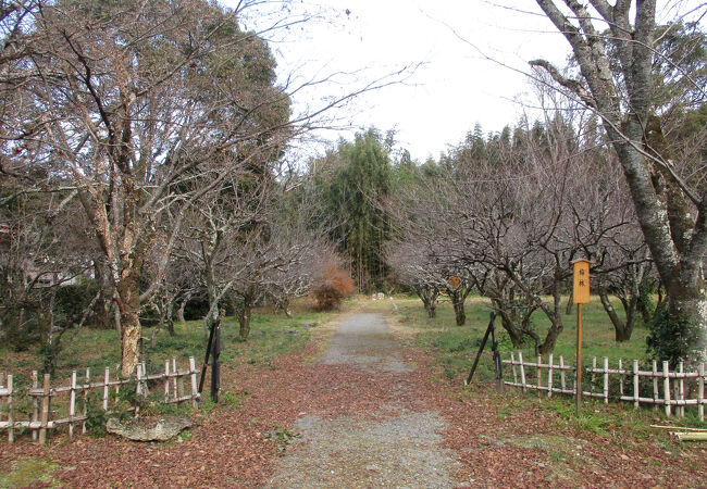 大覚寺
