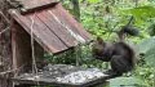 エゾリス君の宿カンタベリー