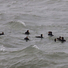 クロガモの群れ