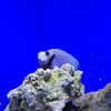 小さいお魚