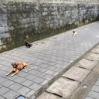 ホテル前には犬４匹