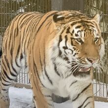 円山動物園 アジアゾーン 寒帯館