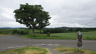 大きな木でした