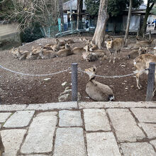 土と鹿の区別がつかない