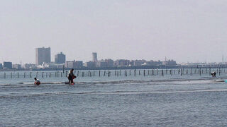 ダイゼンが見られました。