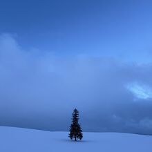 クリスマスツリーの木 