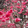 中正紀念堂でお花見