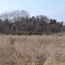 高崎自然の森の風景