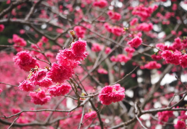 中正紀念公園