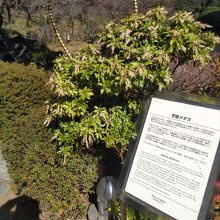毛利庭園