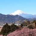 富士山と河津桜と菜の花