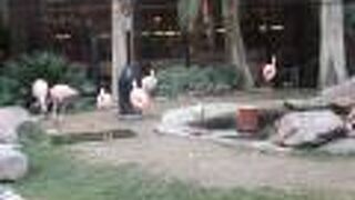 フラミンゴ ワイルドライフ ハビタット