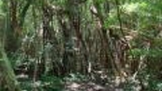 猿川ガジュマル　